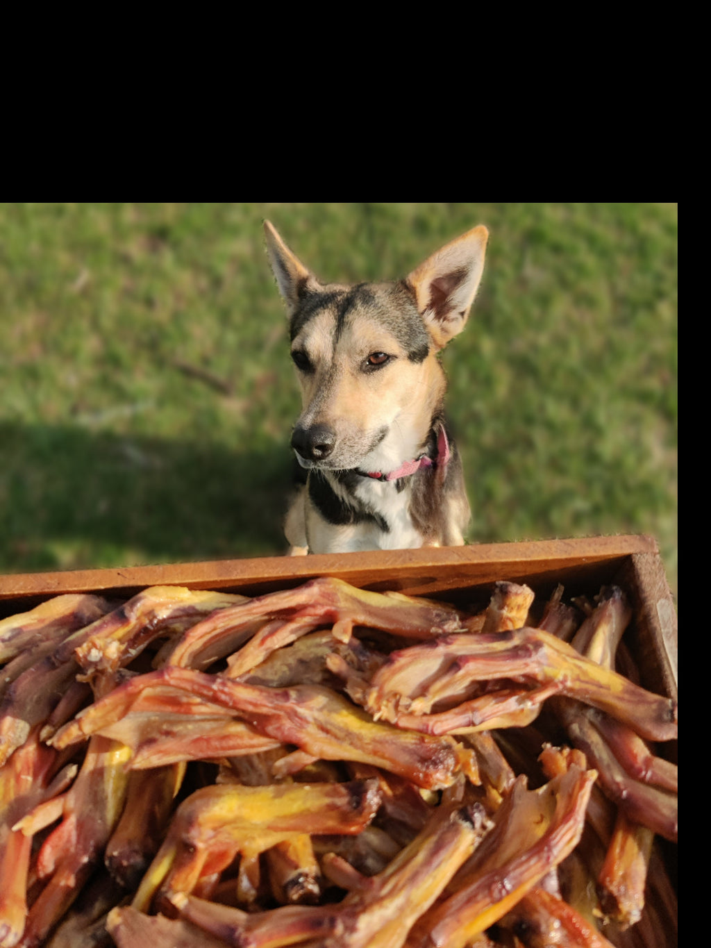 Crunchy Dehydrated Duck Feet - 8  - Healthy Chew for Pets