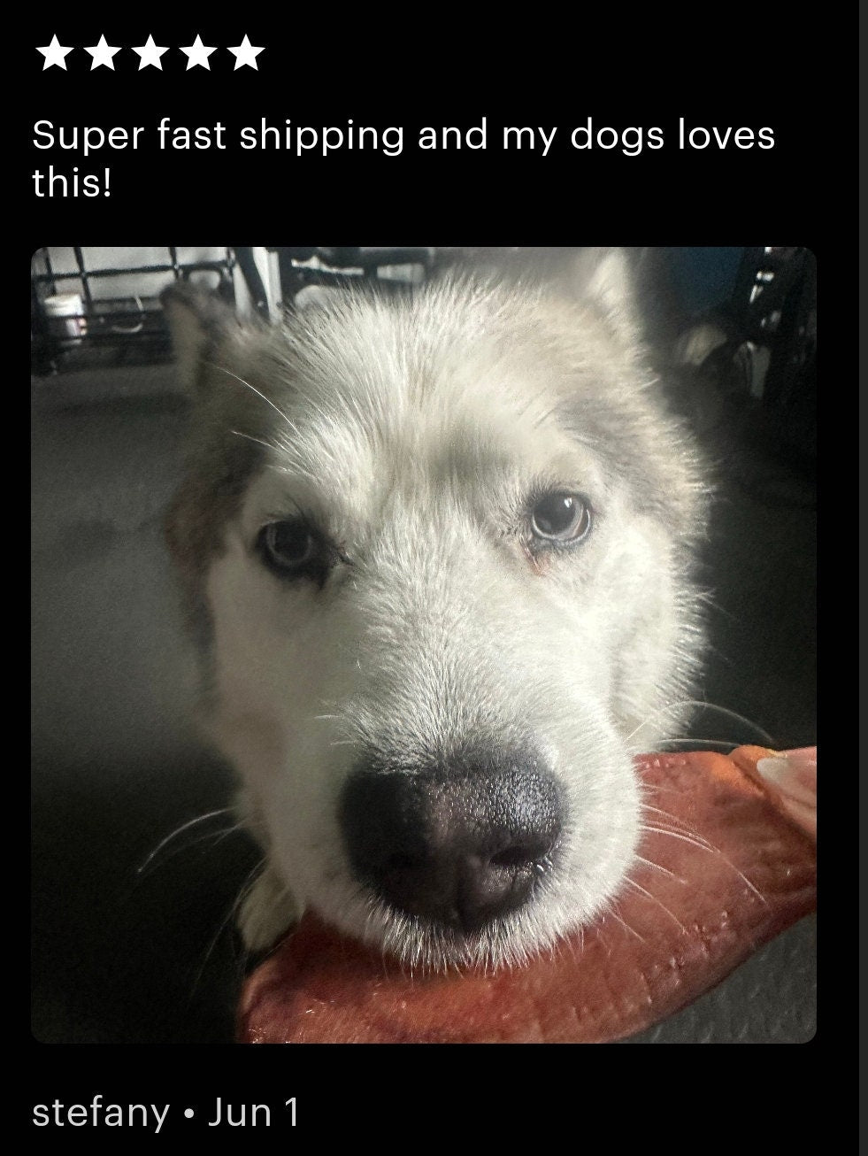 Five - 1/2 ear sections All-Natural Pig Ear Dehydrated Dog Chews -