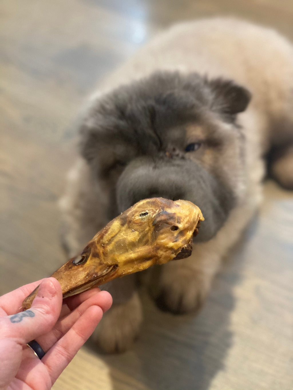 10 Pack ~ Dehydrated Duck Heads